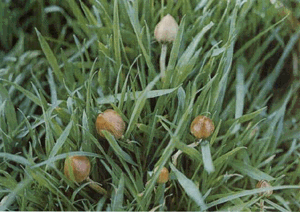 Psilocybe semilanceata-10.gif
